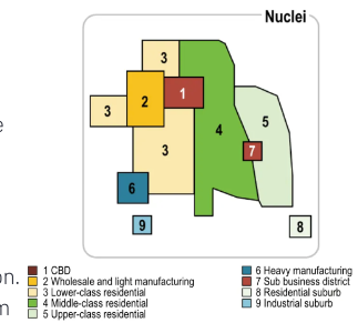 <p>Cities develop around multiple focal points and build outwards. <span style="color: red">Sight and situationtal factors influence land-use patterns.</span></p><ul><li><p>smaller business districts in various locations as well as major CBDs</p></li><li><p>Manufacturing and industry near transportation routes</p></li><li><p><span style="color: red">smaller businesses locate near each other to take advantage of labor pools and suppliers</span></p></li><li><p><span style="color: red">middle/high income farther from industry</span></p></li></ul>