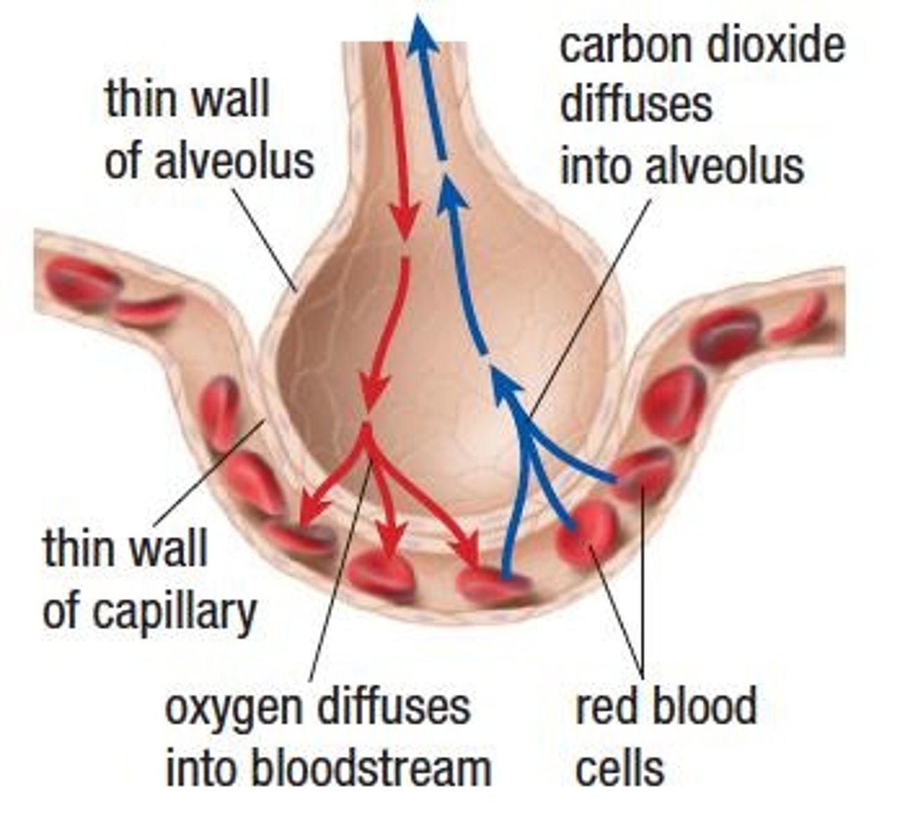 <p>By diffusion across a moist cell membrane.</p>