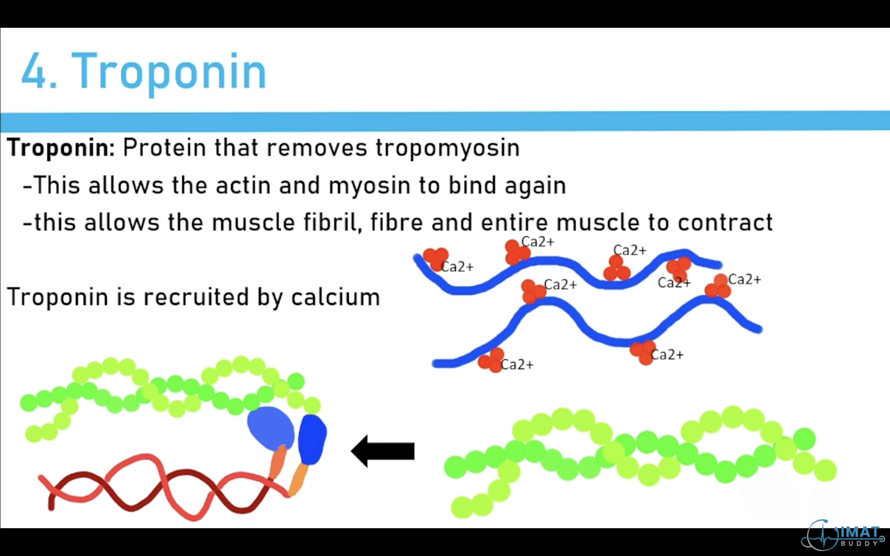 <p>Troponin: Protein that removes tropomyosin</p><ul><li><p>This allows the actin and myosin to bind again.</p></li><li><p>This allows the muscle fibril, fibre and entire muscle to contract.</p></li><li><p>Troponin is recruited by Calcium: when calcium arrives -→ signals Troponin to come - moves Tropomyosin - frees Actin - allows Sarcomere to contract.</p></li></ul>