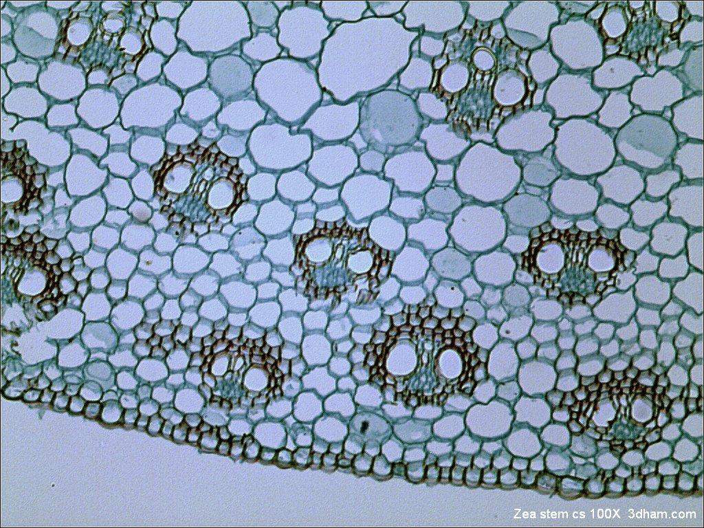 <p>magnify 1000 x</p>