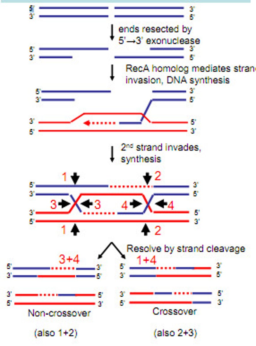 <p>Like Holliday bit more likely-> only 1 DNA helix (duplex) is nicked (double strand break)</p><p>- Both strands of DNA duplex breaks and those strands invade another duplex (forms D loop on invaded duplex)</p><p>- Gap repair synthesis fills in all other parts of structures (each has mix of the other)</p><p>- Can produce recombinant or nonrecombinant chromosomes depending on branch migration</p>