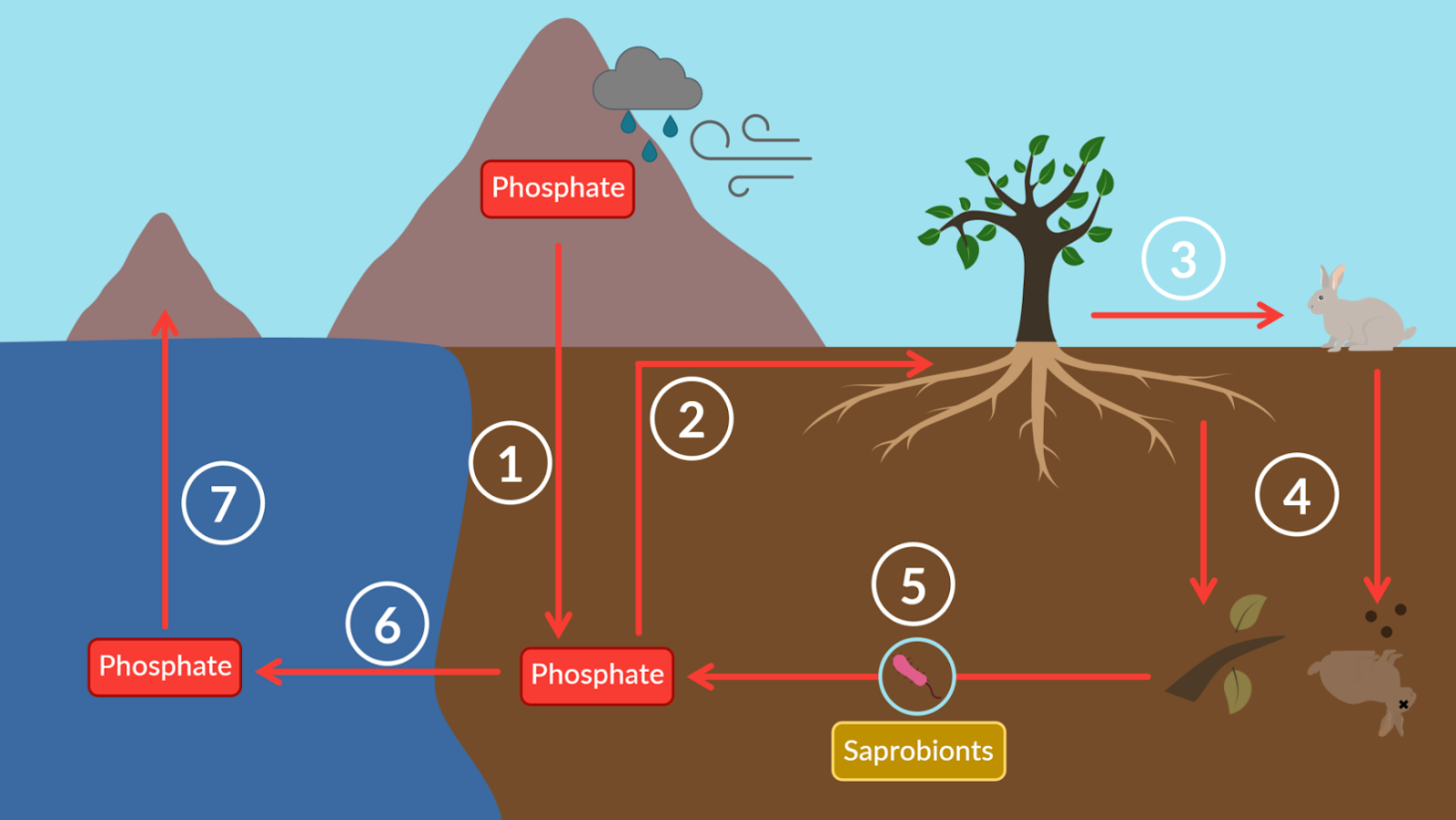 <p><span><span>Everything you need to know about the phosphorus cycle is summarised in the diagram below:</span></span></p>