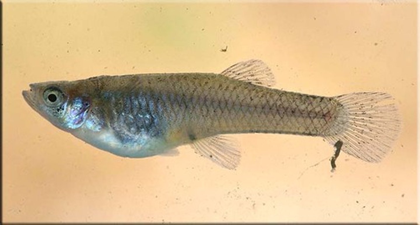 <p>Order Cyprinodontiformes;</p><p>Livebearers;</p><p>-Origin of anal fin anterior to or even with origin of dorsal fin</p><p>-Black suborbital mark present (sometimes)</p><p>-Anal fin modified (in males)</p><p>-Freshwater and brackish water</p><p>-42 genera, 353 species</p><p>-1-2 TN species</p>