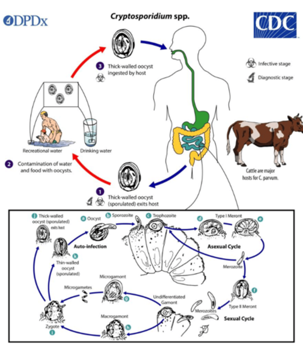 <p>Protozoa (Apicomplexa)</p><p>disease - cryptosporidiosis</p><p>symptoms - healthy --&gt; self-limiting diarrhea, immunocompromised --&gt; malabsorption &amp; wasting</p><p>geographic region - worldwide</p><p>transmission - ingestion of water with oocysts</p><p>specimen &amp; identification - stool; acid-fast stain, EIA, fluorescent Ab stain</p><p>pathogenic? - yes</p>