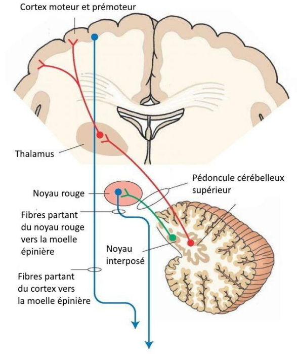 <p><span style="background-color: transparent;"><strong><span>Autres structures impliquées dans le contrôle moteur</span></strong></span></p><p><span style="background-color: transparent;"><span>En complément de la moelle épinière, du tronc cérébral et du cortex moteur, deux structures jouent un rôle essentiel dans la </span><strong><span>coordination et la modulation des mouvements volontaires</span></strong><span> :<br>→ les </span><strong><span>noyaux gris centraux</span></strong><span> (ou </span><strong><span>ganglions de la base</span></strong><span>)<br>→ le </span><strong><span>cervelet</span></strong></span></p><p><span style="background-color: transparent;"><span>Ces deux systèmes </span><strong><span>n’initient pas directement</span></strong><span> le mouvement, mais </span><strong><span>ajustent et harmonisent</span></strong><span> son exécution selon le contexte et les besoins.</span></span></p>