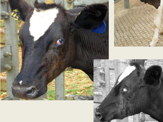 <p>Anxious, startled expression with bulging eyes, and erect ears</p><p>Flared nostrils</p><p>Protrusion of the nictitating membrane (not as prominent in cattle c.f. horse)</p><p>Drooling saliva</p>