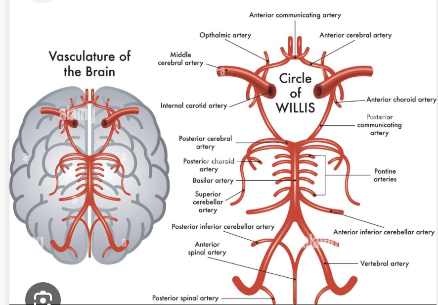 <p>Anterior cerebral arteries </p>