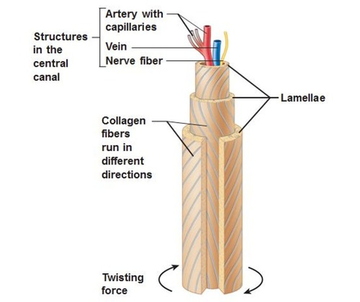 <p>runs through core of each osteon & provides blood supply, nutrients, nerves</p>