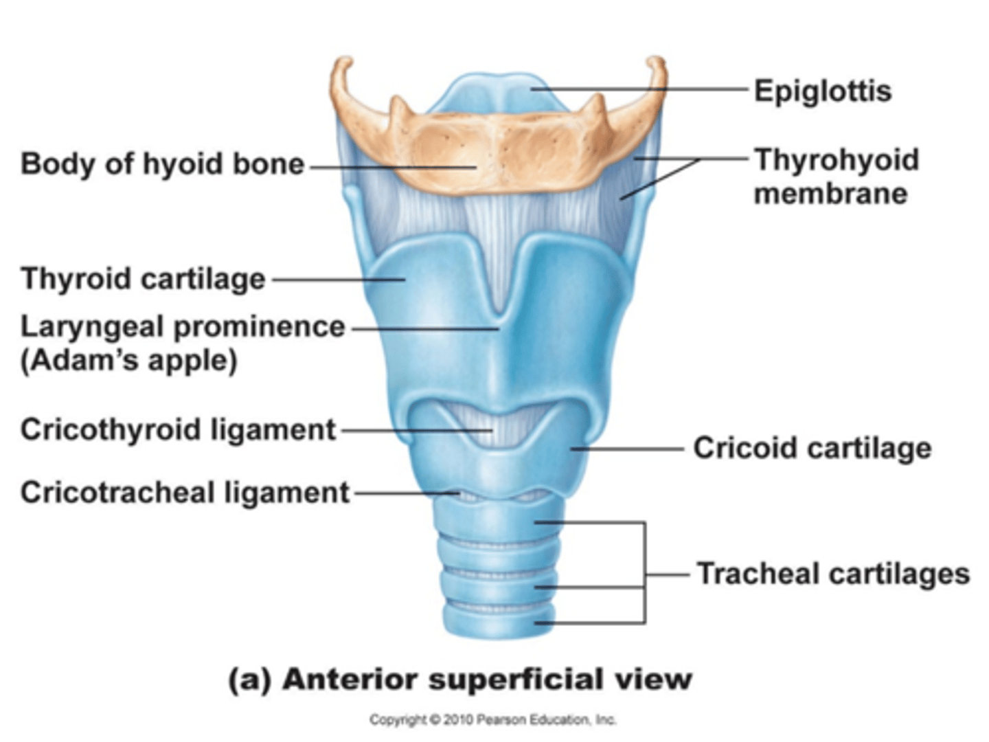 <p>form the skeleton of the larynx and reinforce other respiratory passageways</p>