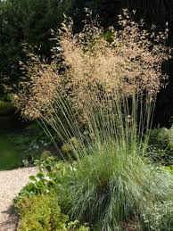 <p>Golden oats - <em>Stipa gigantea</em></p>