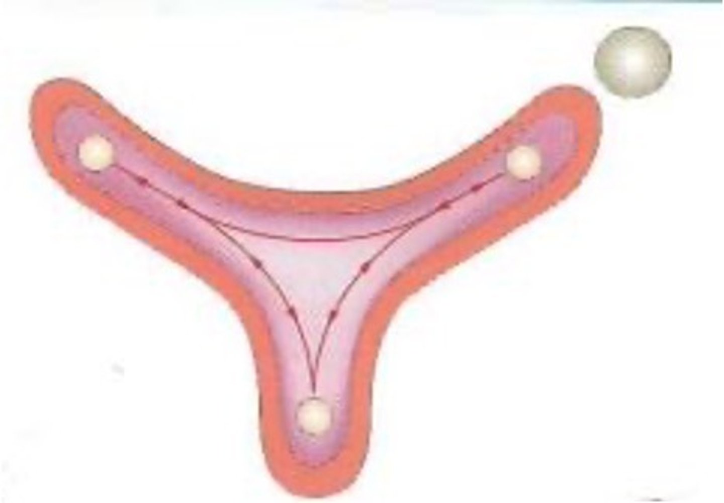 <p>Ampulla of oviduct.</p>