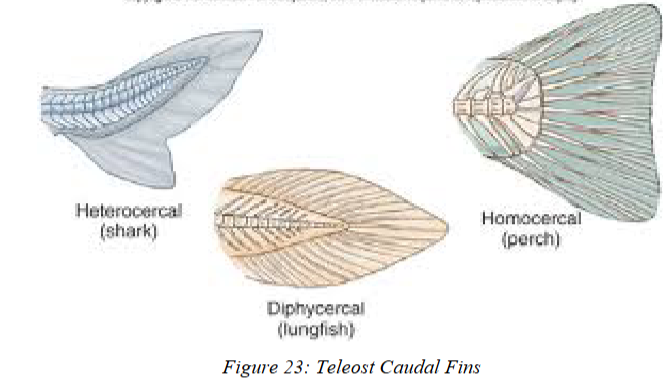 <ul><li><p>type of caudal fin</p></li></ul><ul><li><p>Notochord <strong>extends deeply </strong>into dorsal lobe, enclosed in caudal vertebrae forming a <strong>Urostyle</strong>.</p></li><li><p>Also evolved from heterocercal tails.</p></li></ul><p>Dorsal and ventral lobes EQUAL in size! (most teleosts, mackerel sharks)</p><p></p>