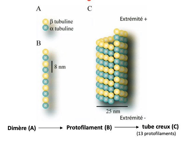 <ol><li><p>Assemblage des <strong>dimères α/β</strong></p></li><li><p>Formation de <strong>protofilaments</strong></p></li><li><p>Association en <strong>tube creux</strong> (13 protofilaments latéraux)</p></li></ol><p></p>