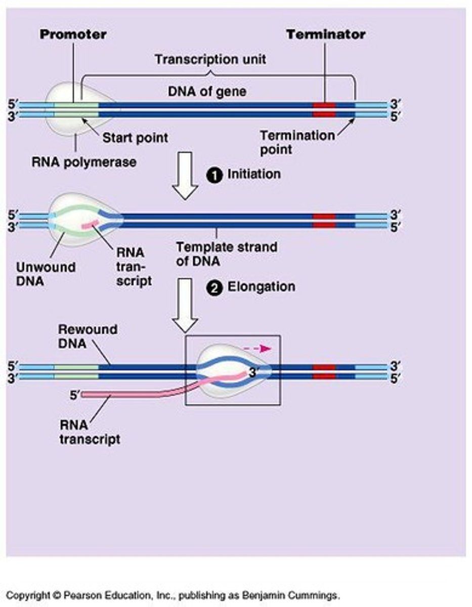 <p>Final stage of transcription; RNA transcript released.</p>