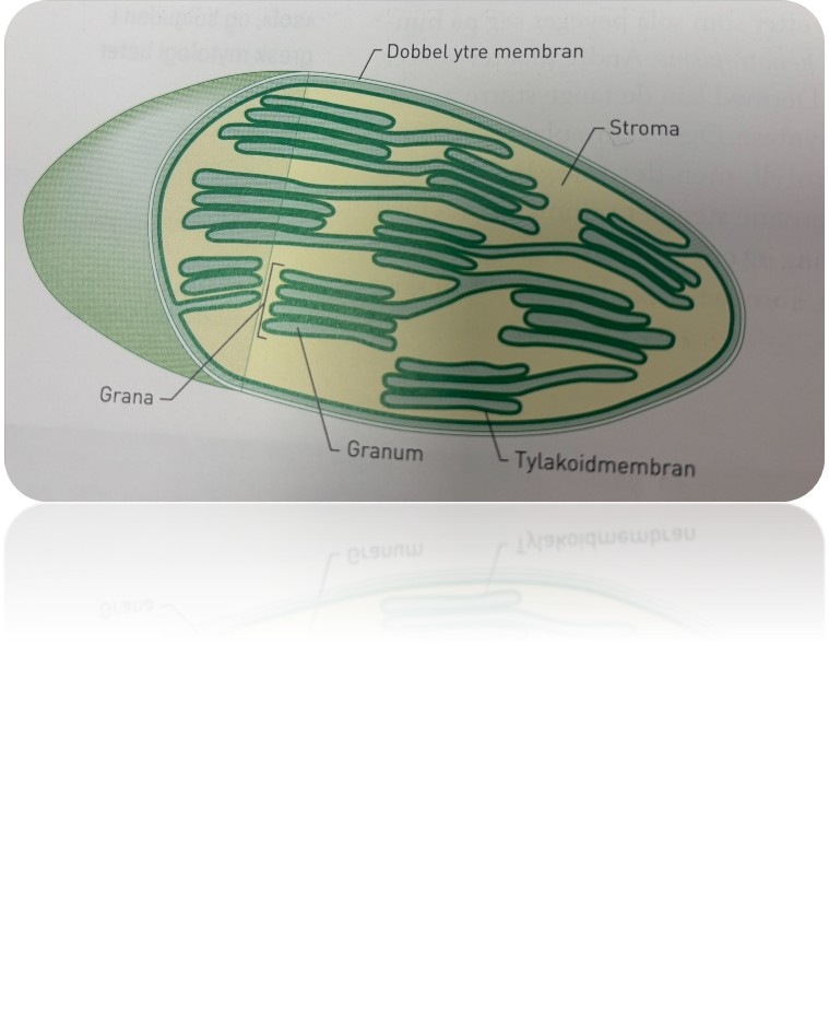 <p>I grønne planteceller kan vi finne opptil flere hundre kloroplaster per celle. Kloroplastene er stedet der selve fotosyntesen foregår. Der blir energien i sollys pluss vann og karbondioksid omdannet til glukose og oksygengass. Kloroplastene virker en viss tid før de går til grunne. Planteceller produserer nye kloroplaster hele tiden. Kloroplastene inneholder sitt eget arvestoff og kan til en viss grad styre kopieringen av seg selv. Samtidig blir prosessen overordnet kontrollert av arvestoffet i cellekjernen, slik at cellen ikke får dor få eller for mange kloroplaster.</p><p><span><span>Kloroplastene har doble ytre membraner rundt det væskefylte rommet, stroma. </span></span>I stroma ligger stabler av blæreformede sekker. En slik stabel kalles et granum, flere stabler kalles for grana. En blæreformet sekk, en tylakoid, er en membrandekket sekk med væske. Membranen rundt en tylakoid er tylakoidmembran, og delreaksjonene i fotosyntesen foregår både i tylakoidmembranen og i stroma. I tylakoidmembranene ligger alle pigmentene som deltar i fotosyntesen, både klorofyll og de andre pigmentene. Væsken både i granum og stroma består blant annet av en mengde enzymer som katalyserer reaksjonene i fotosyntesen. Da kan reaksjonene gå tilstrekkelig raskt slev ved lav temperatur.</p>