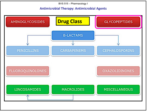 <p>Mechanism of Action:<strong> Inhibits bacterial cell wall synthesis</strong></p><p><strong>Bactericidal</strong>.</p><p>A <strong>glycopeptide antibiotic</strong> used <strong>intravenously </strong>to treat methicillin-resistant Staphylococcus aureus (<strong>MRSA</strong>).</p><p>Vancomycin is <strong>not absorbed orally</strong> so the use of the <strong>oral form</strong> is for the treatment of C. difficile-associated diarrhea (<strong>CDAD</strong>).</p><p>Primarily active against <strong>gram-positive bacteria</strong></p>