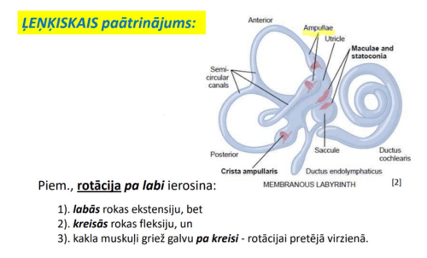 <p>1) aktivizē recepciju iekšējās auss pusloka kanālu paplašinājumos,</p><p>2) iniciējot reflektoriskus efektus: acu, kakla un augšējo ekstremitāšu muskuļos.</p>