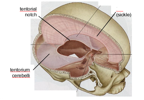 <p>what dural partition is this</p>