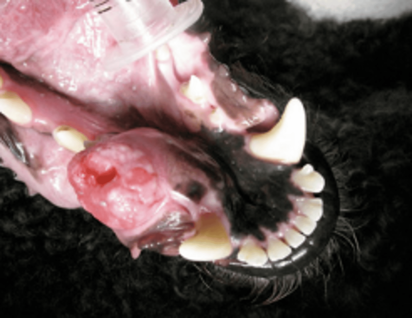 <p>- Locally aggressive neoplasm of odontogenic epithelium which can be highly locally aggressive and invasive resulting in osteolysis of the jaw (invades alveolar bone); Metastasis is not reported in dogs</p>