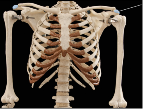 The highlighted features are found on which of the following bones?
