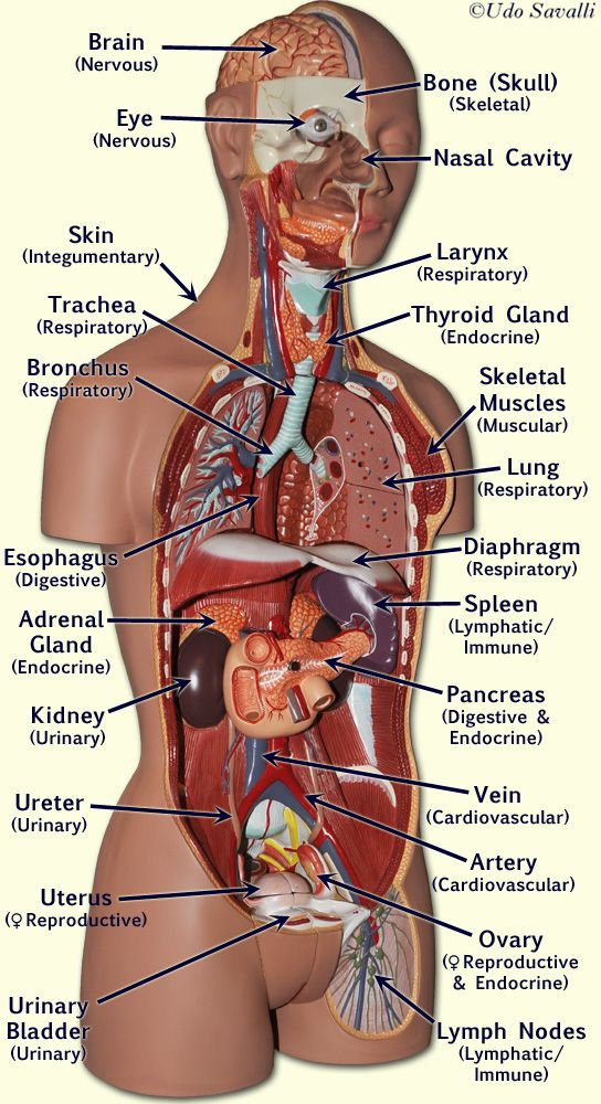 <p>Thyroid gland</p>