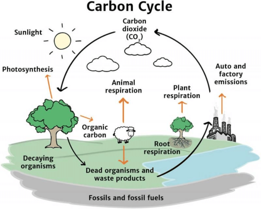 <p>the process in which carbon atoms circulate through Earth&apos;s land, ocean, atmosphere, and interior.</p>