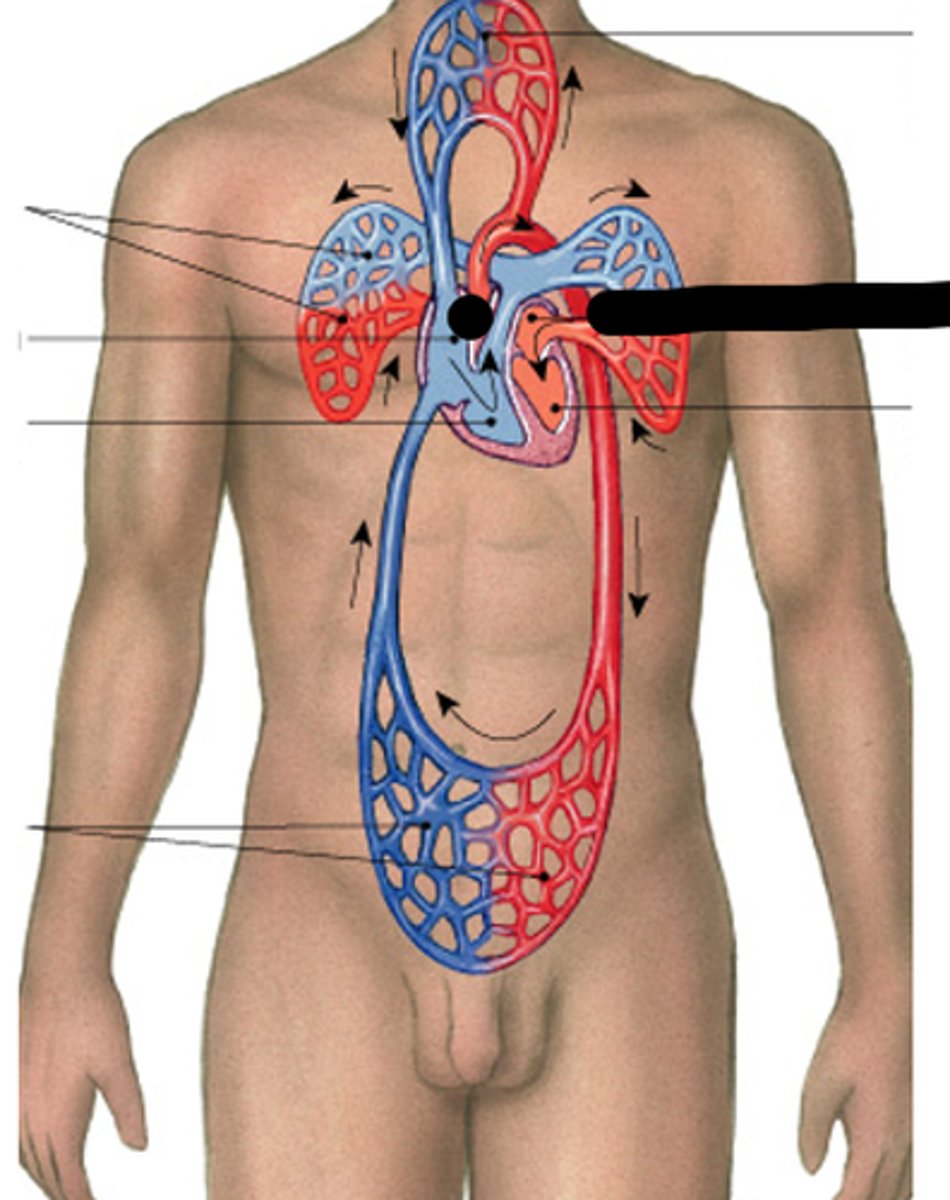 <p>Pulmonary arteries carry deoxygenated blood</p><p>Pulmonary veins carry oxygenated blood</p>