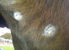 <p>What form of equine sarcoid is this?</p>