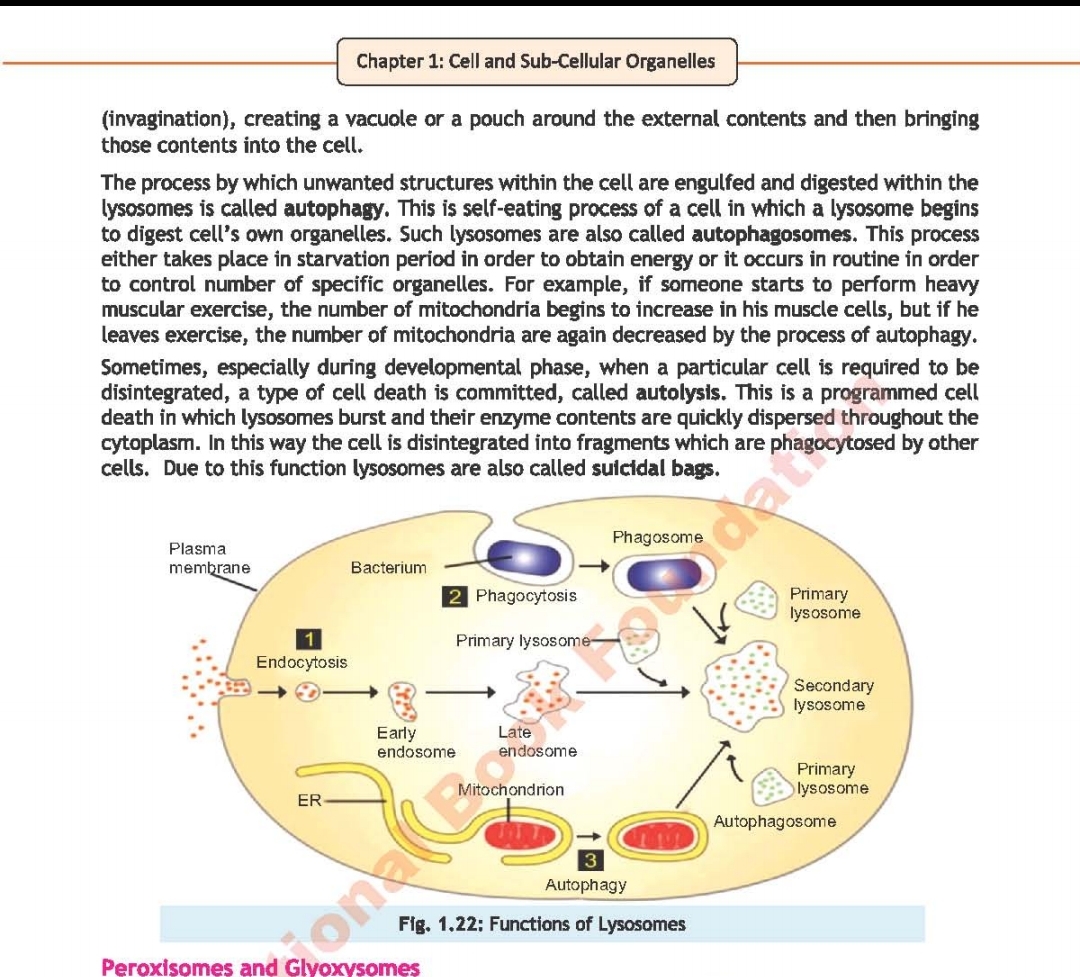 <p>Lysosomes</p>