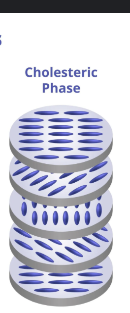 <ul><li><p>ordered along long axis and in twisted layers?</p></li></ul><p></p>