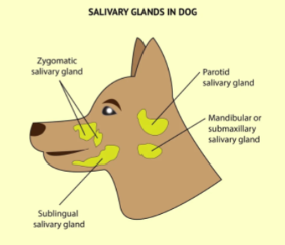 <ul><li><p><span>Contains enzymes that digest carbohydrates in the mouth</span></p></li><li><p><span>Not all vertebrates </span>E.g.fish have salivary glands</p></li></ul><p></p>