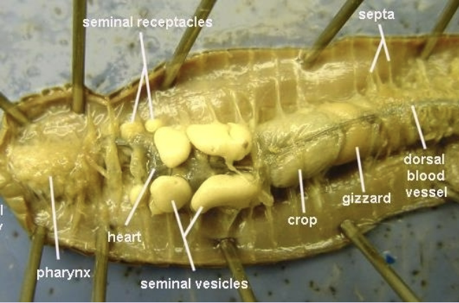 earthworm internal anatomy
