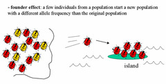 - genetic drift that occurs after a small number of individuals colonize a new area
- small population from mainland goes to island and the DNA of all future generations on the island is derived from the small population of founders that came there. 
- less genetic diversity.