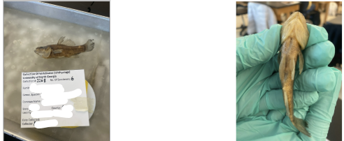 <p>Order Percopsiformes <br>Family Aphredoderidae </p>