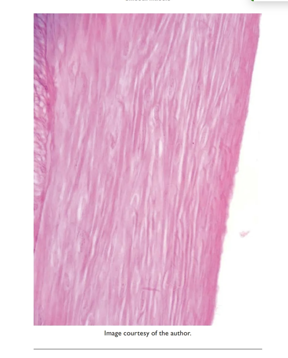 <p>Smooth Muscle </p>