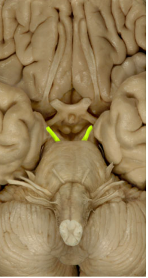 <ul><li><p>Eye Movement </p></li><li><p>Eye dilation/Tracking (parasympathetic) </p></li></ul><p></p>