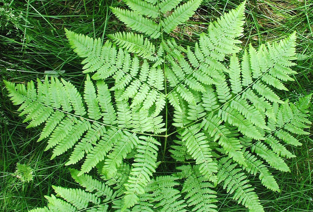 <p>Bracken fern</p>
