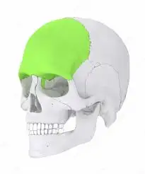 <p>Name the bone</p>