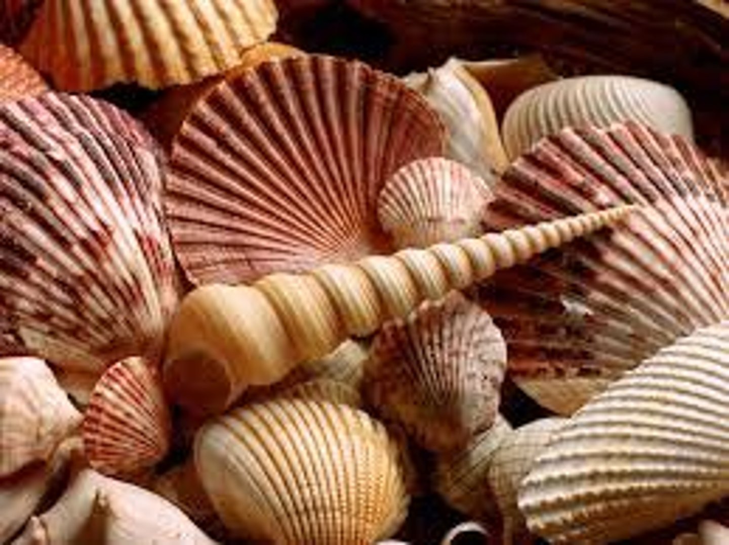 <p>To collect the shells</p>