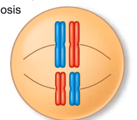 <p>what does this cell show?</p>