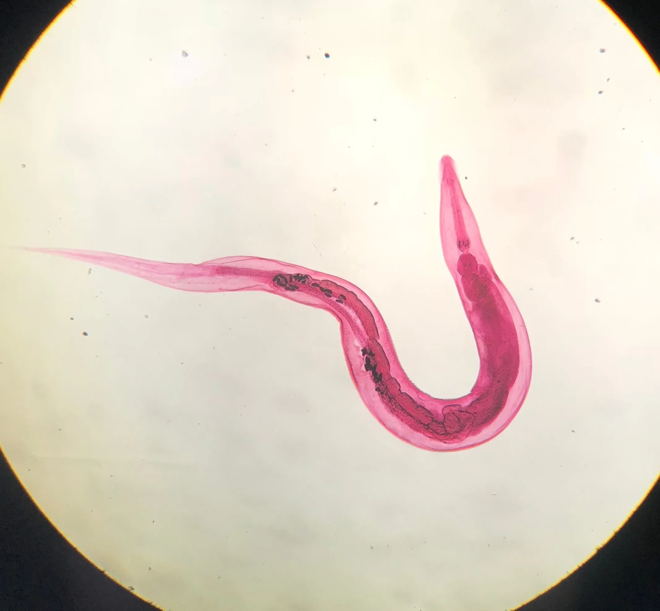 <p>kmen: NEMATODA (hlístice)</p>