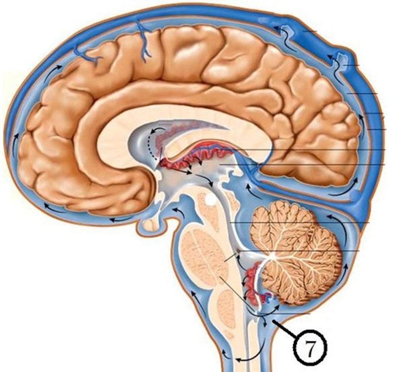 <p>central canal in center of spinal cord</p><p>subarachnoid space found between arachnoid mater and pia mater</p>