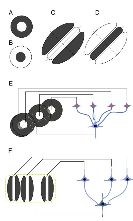 <p>Retinal ganglion cells and LGN neurons have c<strong>enter–surround</strong> receptive fields.</p><p>V1 simple cells have <strong>elongated receptive fields</strong> that respond best to <strong>oriented bars or edges.</strong></p>