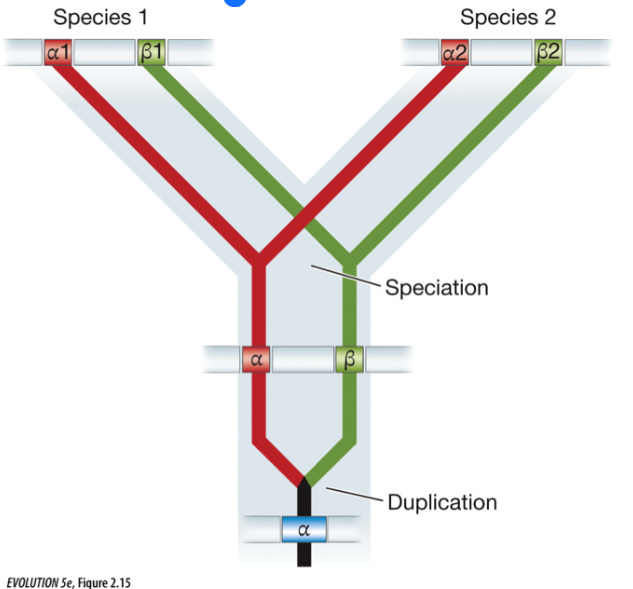 <p>Build trees using duplicates</p>