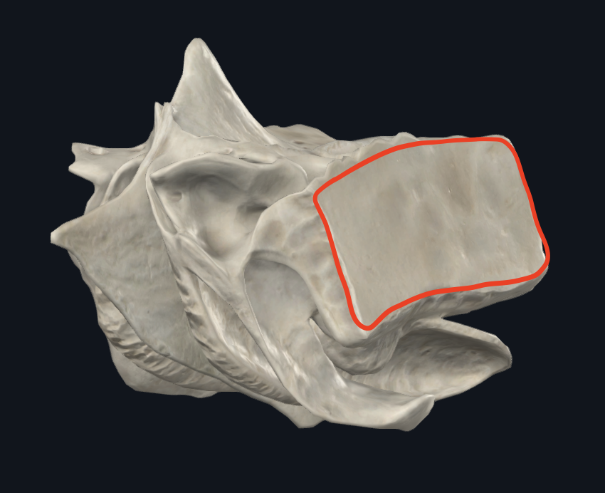 <p>estructura frágil y delgada</p><ul><li><p>Hueso plano del esfenoides</p></li></ul><p></p>