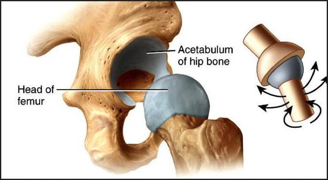 * a joint with one bone shaped like a ball and the other bone shaped like a cup that the ball fits into. 
* The motion of this joint is multidirectional and multiplane. Example: the coxofemoral (hip) joint