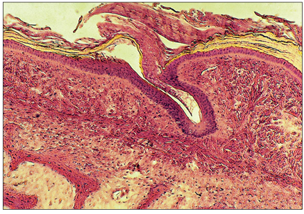 <p>name of histologic slide:</p><p>Specie:</p><p>Stain used:</p>