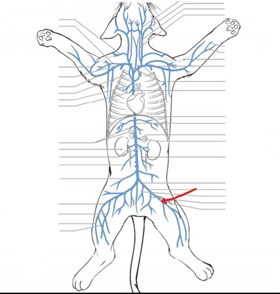 <p>identify the vein</p>