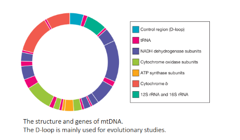 <ul><li><p>A haplotype is the mtDNA sequence of the D-loop unique to each individual</p></li></ul>