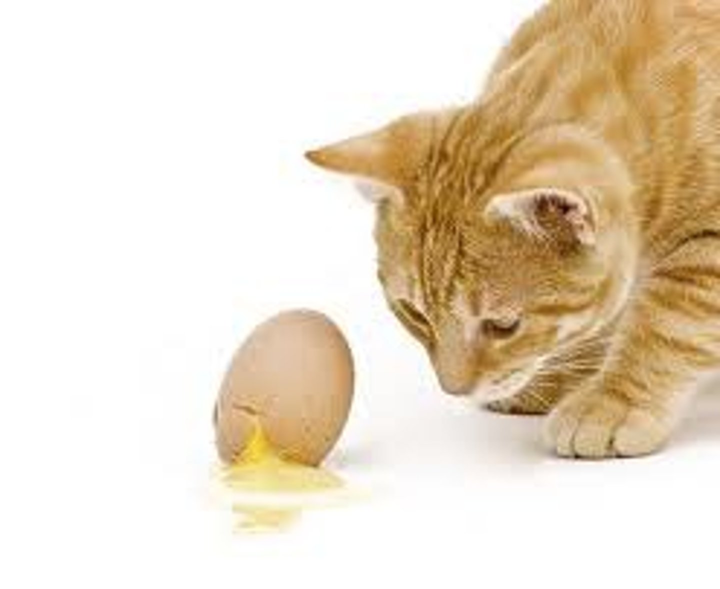 <p>the tendency to focus on only one aspect of a problem at a time.</p>